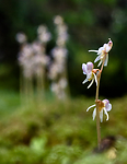 BB 12 0384 / Epipogium aphyllum / Huldreblom